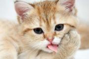 一只猫一天吃多少克猫粮（一只猫一天吃多少克猫粮正常）