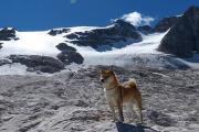 中国大型犬种大全（中国大型犬种大全）