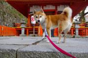 巴哥犬几岁进入老年期了（巴哥犬年龄对应人的年龄）