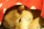 小西施犬（小西施犬好养活吗）