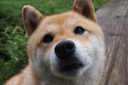 俊介犬多少钱（俊介犬最大长到几斤）