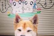 俊介犬多少钱（俊介犬最大长到几斤）